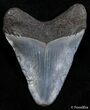 Inch Megalodon Tooth #2378-1